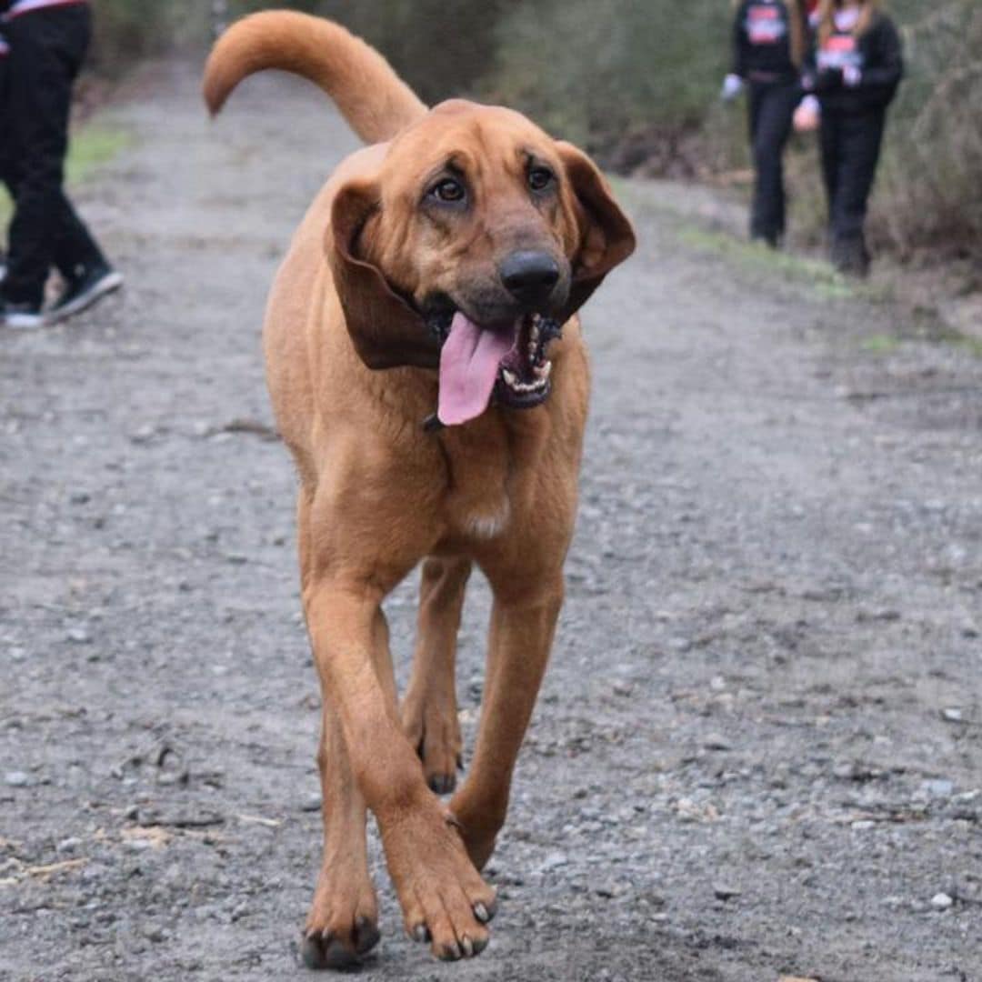 Pet of the week: Meet Ludivine, the dog who accidentally ran a marathon and won 7th place