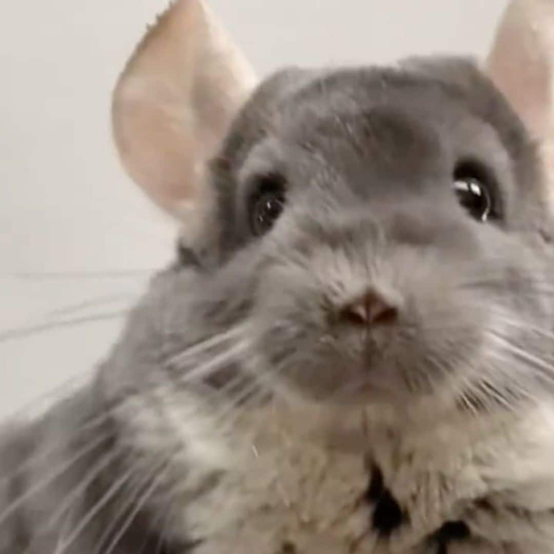 Pet of the week: These adorable dancing chinchillas are recreating ‘Stranger Things’