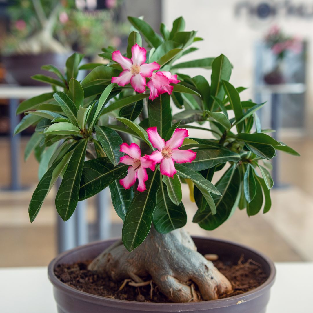 Adenium obesum, more commonly known as a desert rose