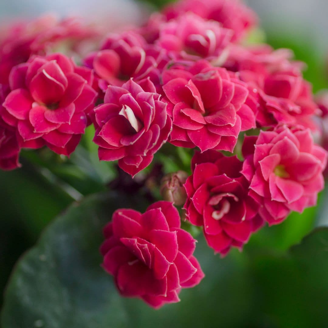 Flowering Succulents: Resistant, colorful, and easy to care