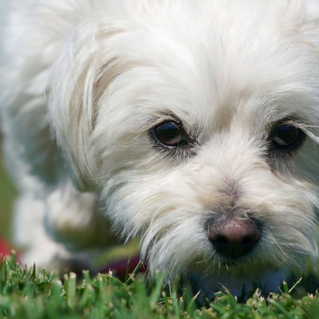 Dog’s emotions: Here’s how we know what dogs are feeling