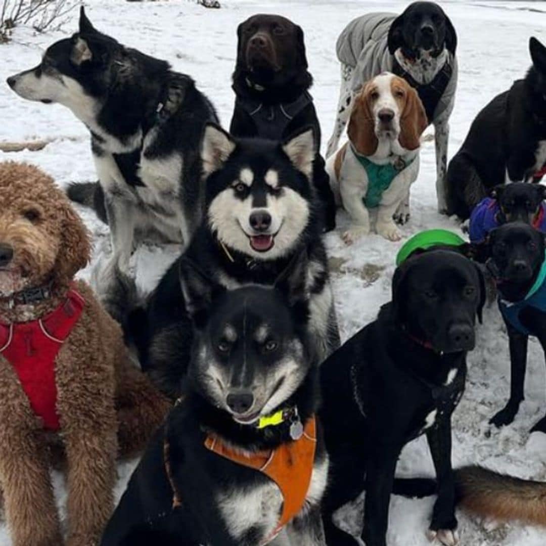 Pet of the week: These adorable dogs ride ‘puppy bus’ in Alaska and go on incredible adventures