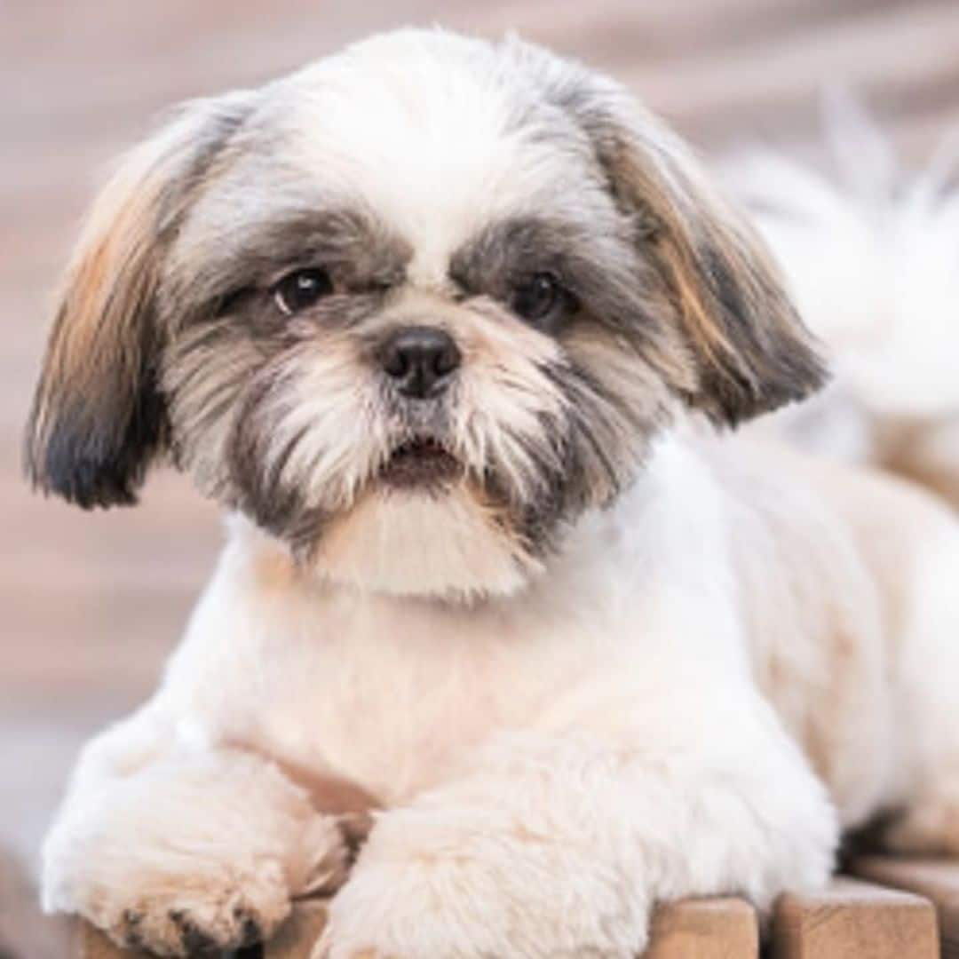 Pet of the week: Meet Tony, the dancing dog who never misses a beat