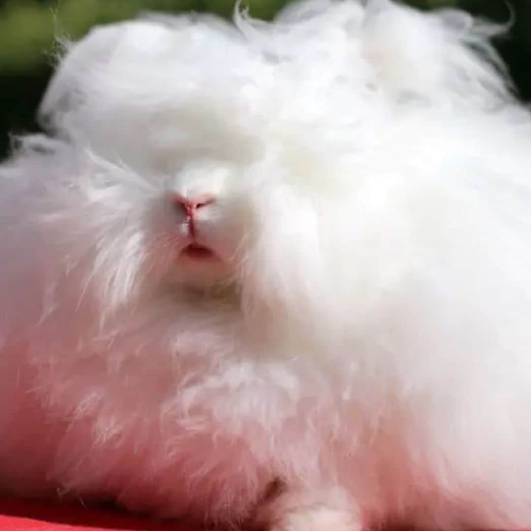 Pet of the week: Meet Franchesca, the world’s fluffiest bunny