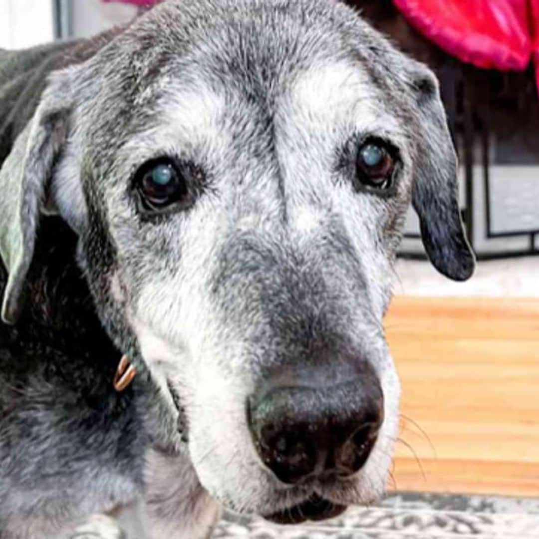 Pet of the week: Meet Annie, the senior dog who completed her bucket list at 20