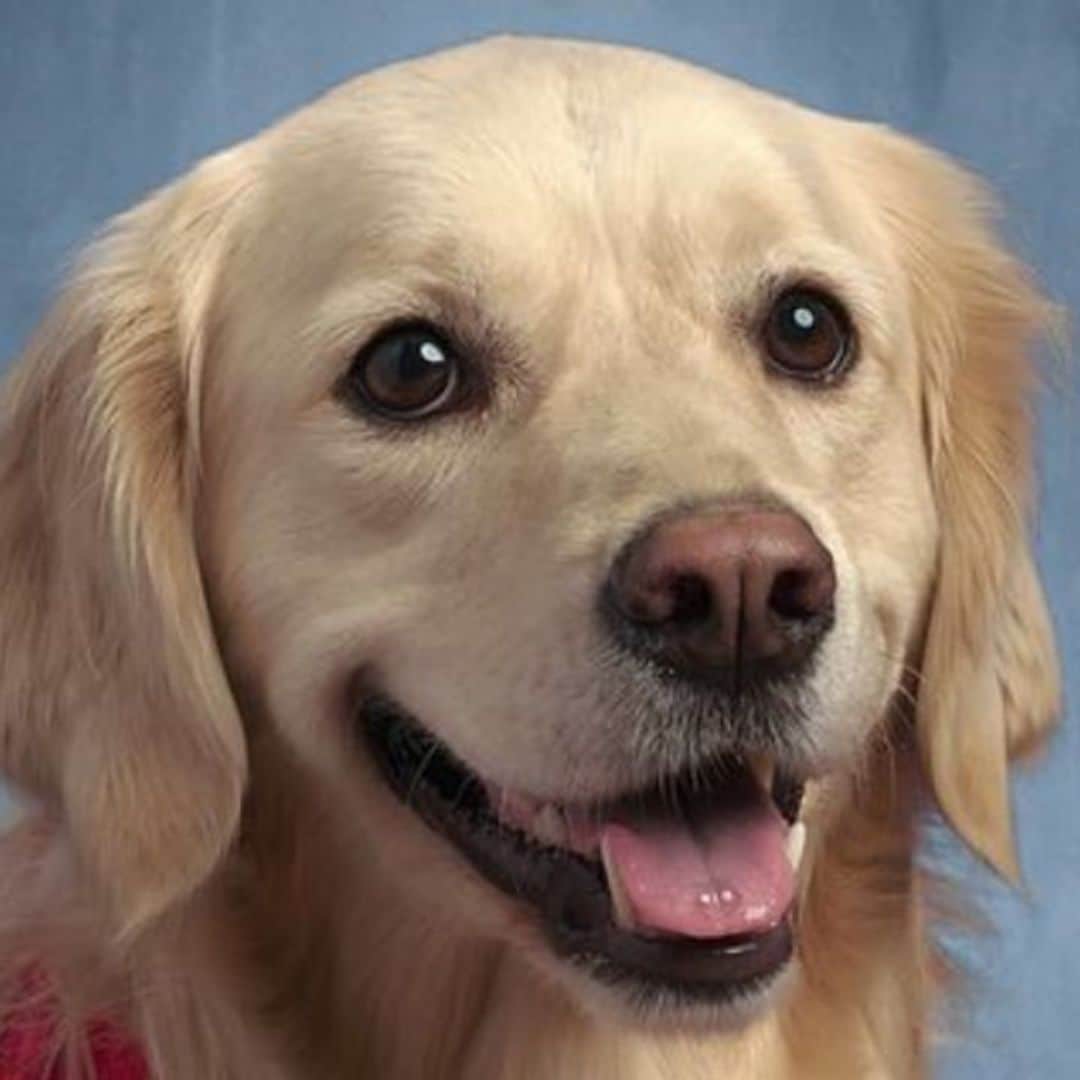 Pet of the week: Meet Meg, the middle school dog with her own yearbook photo