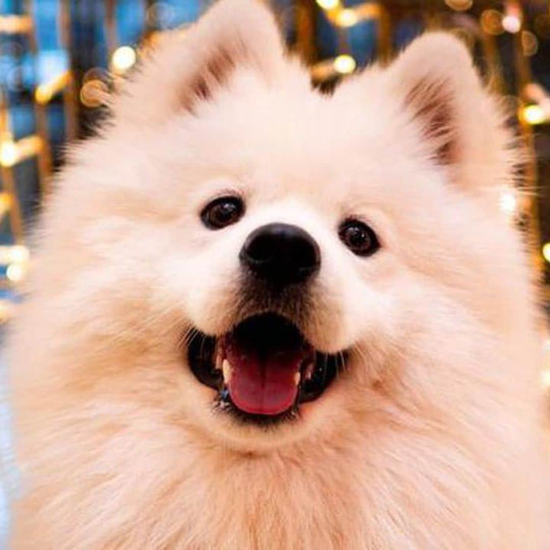 Pet of the week: Meet Yuki, the fluffy samoyed who loves to give hugs