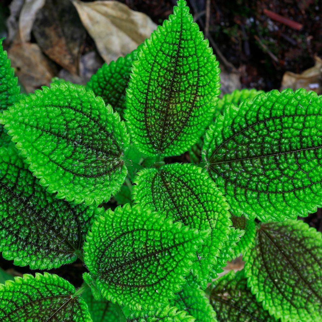 Does Pilea involucrata need fertilizing?