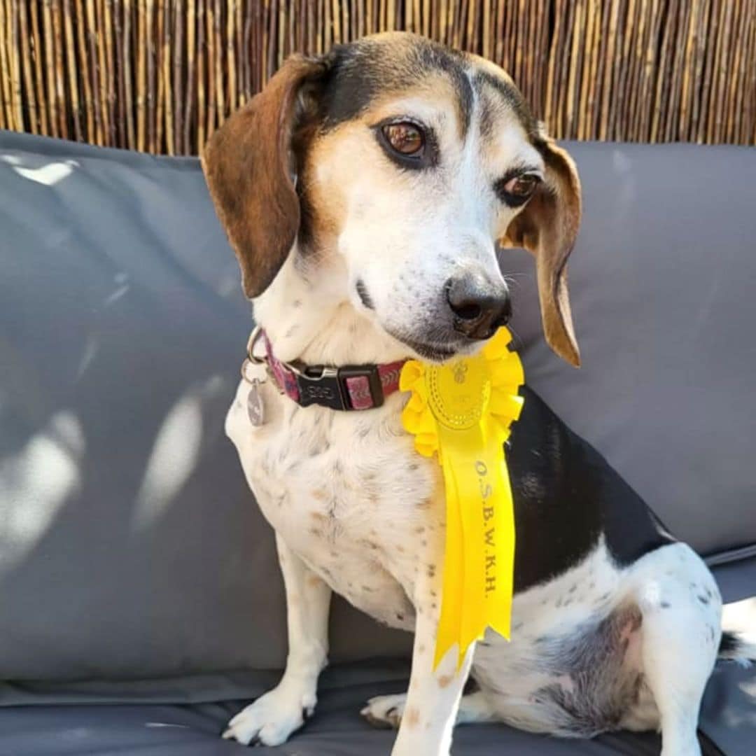 Pet of the week: Missing dog surprises family returning home wearing winner’s ribbon from dog show