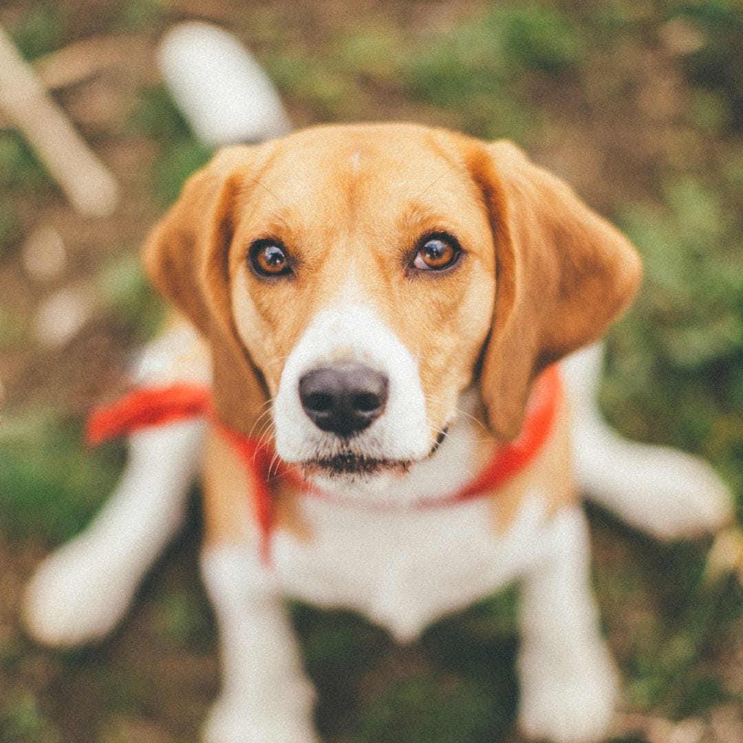 Pet of the week: Stray dog adopted by church becomes beloved altar server