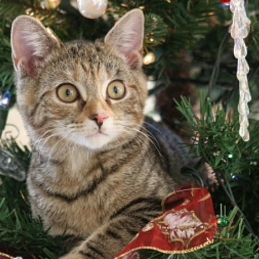 Simple tips: How to keep your cats away from your Christmas tree