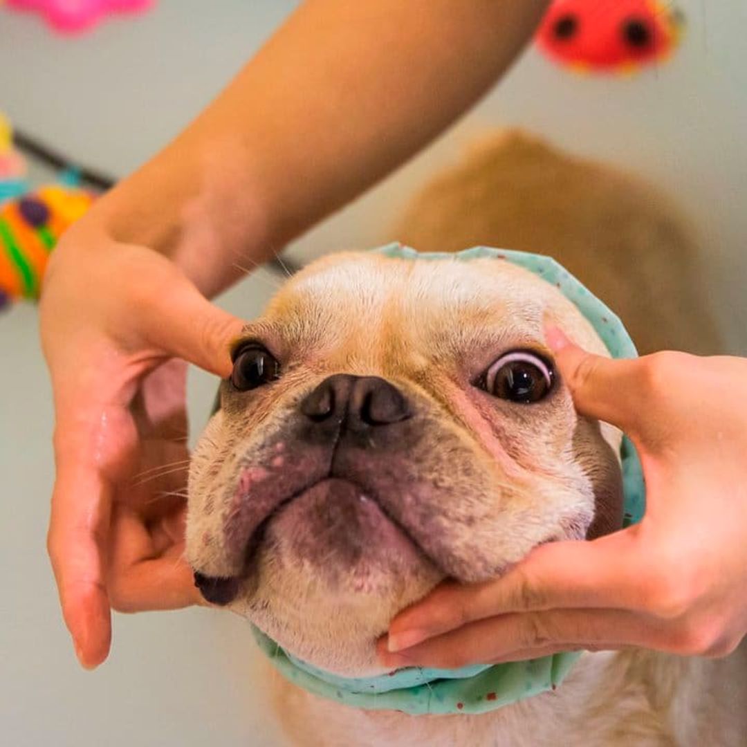 13 ways to show your pet you love them