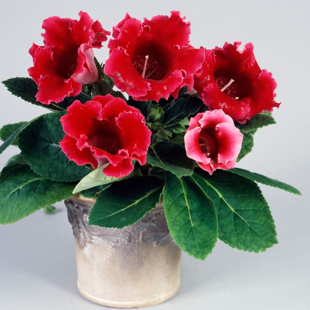 The stunning indoor plant you need, and it's not an orchid or begonia