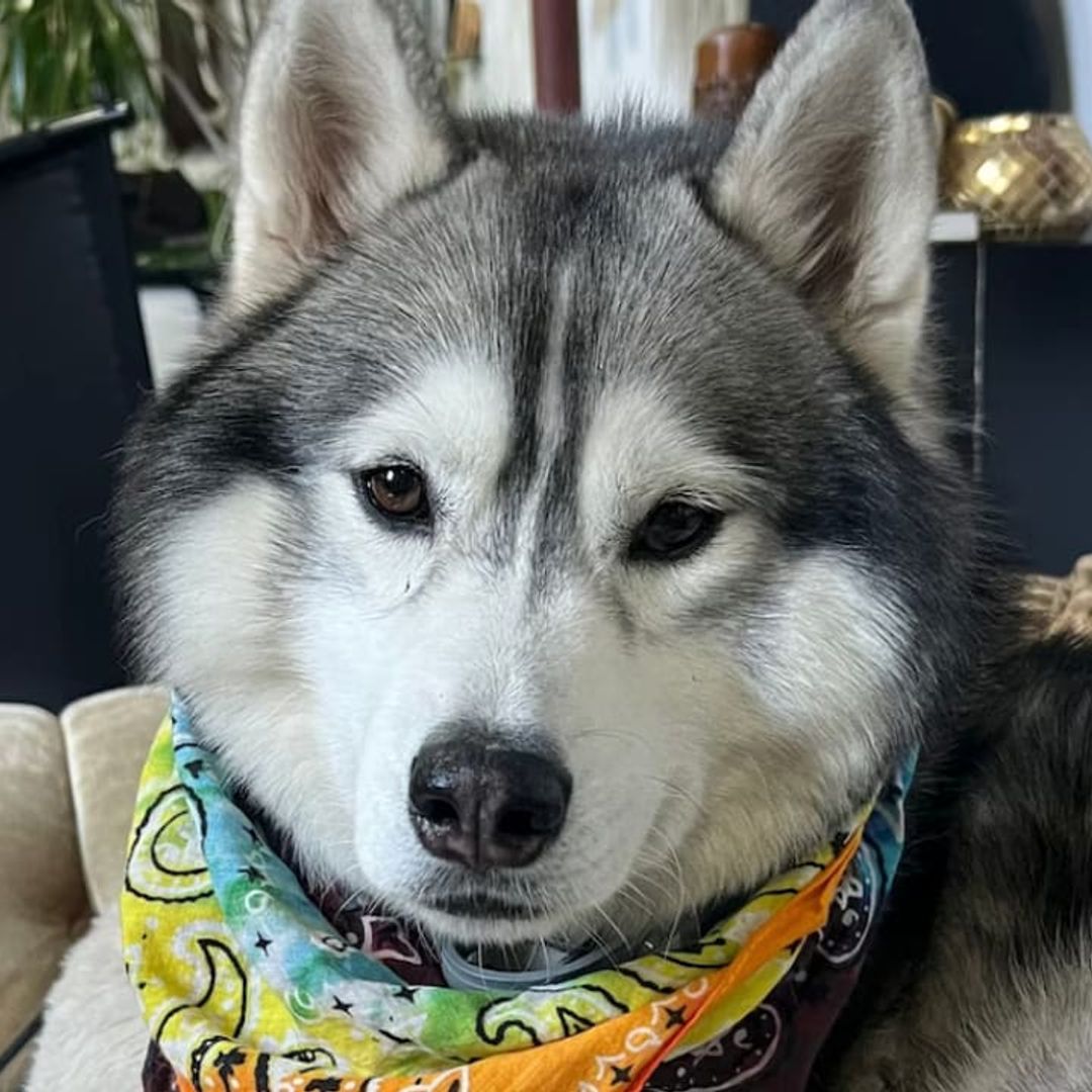 Pet of the week: This Husky saved his neighborhood after discovering a gas leak