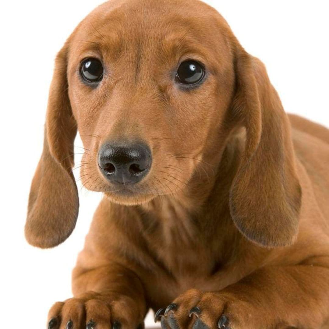 Is your dog manipulating you? Scientist explain ‘puppy dog eyes’