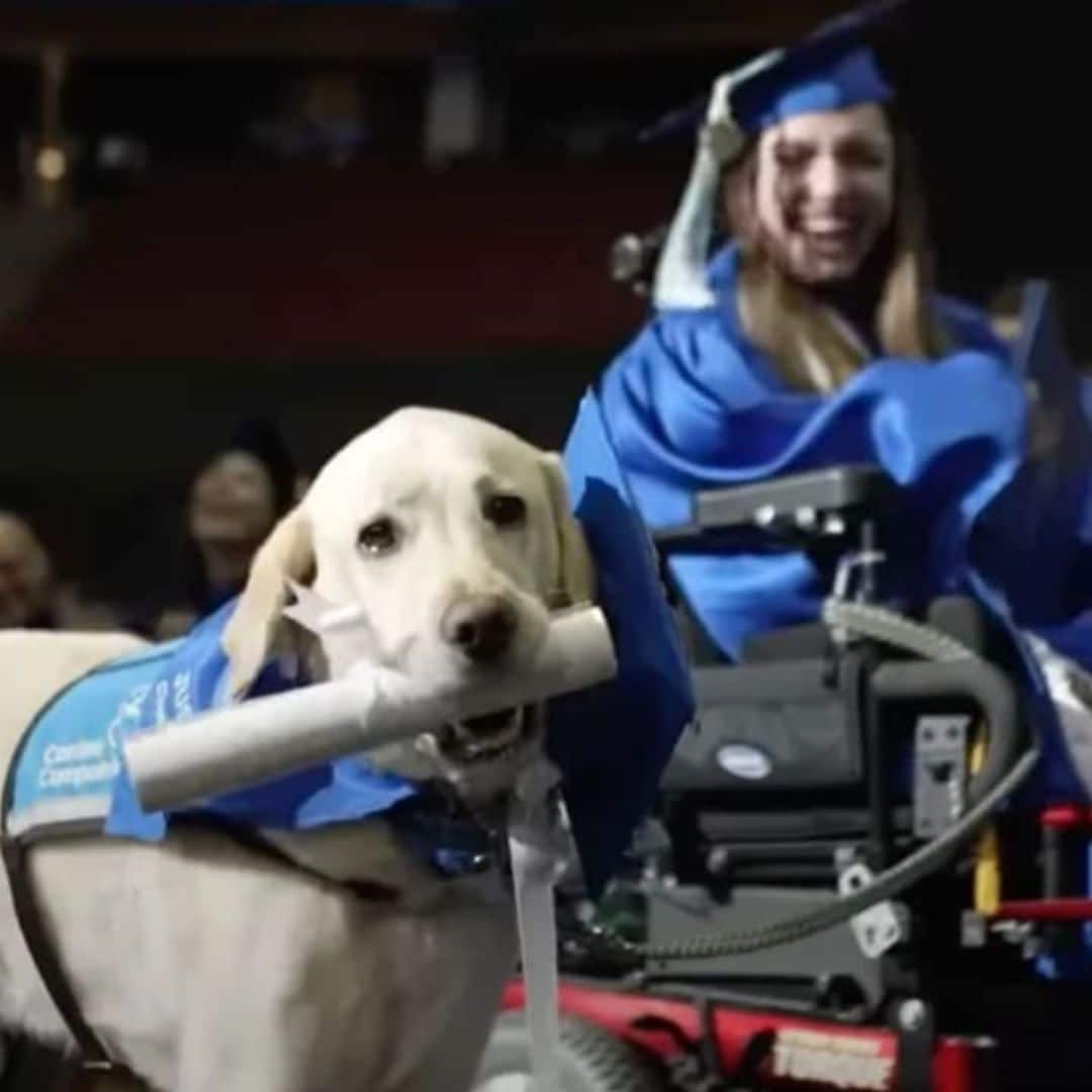 Pet of the week: This service dog received his own diploma at owner’s graduation ceremony