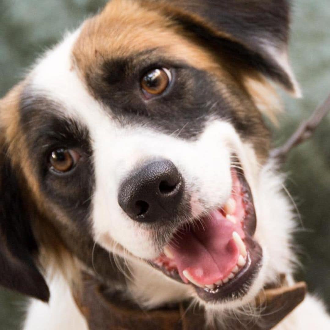 Dog behavior: Why is your dog staring at you?