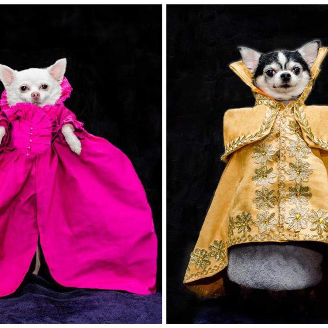 See the twin Chihuahuas that wore Met Gala inspired fashion