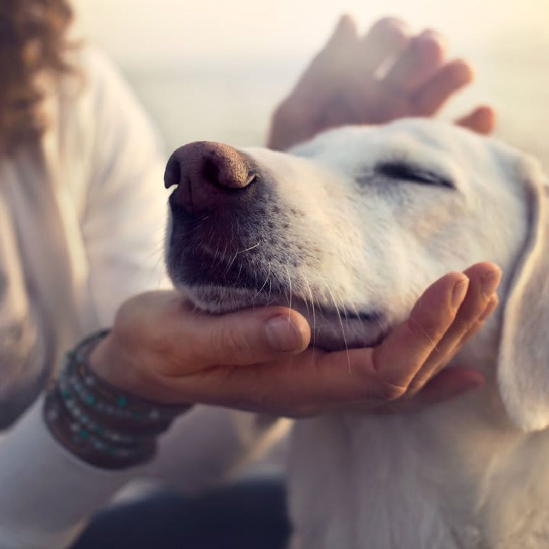 Safety tips: How to keep your pets cool during a heat wave