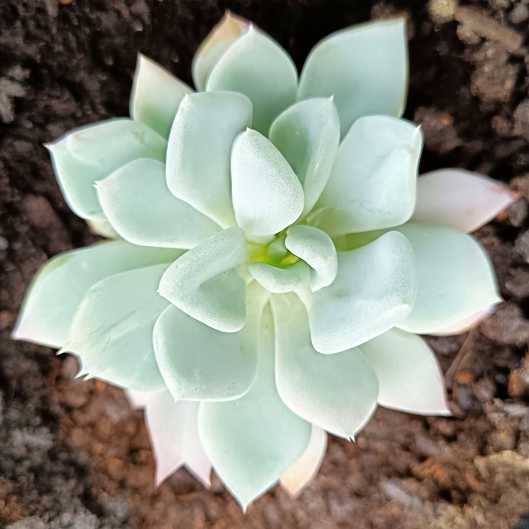 Echeveria on pot