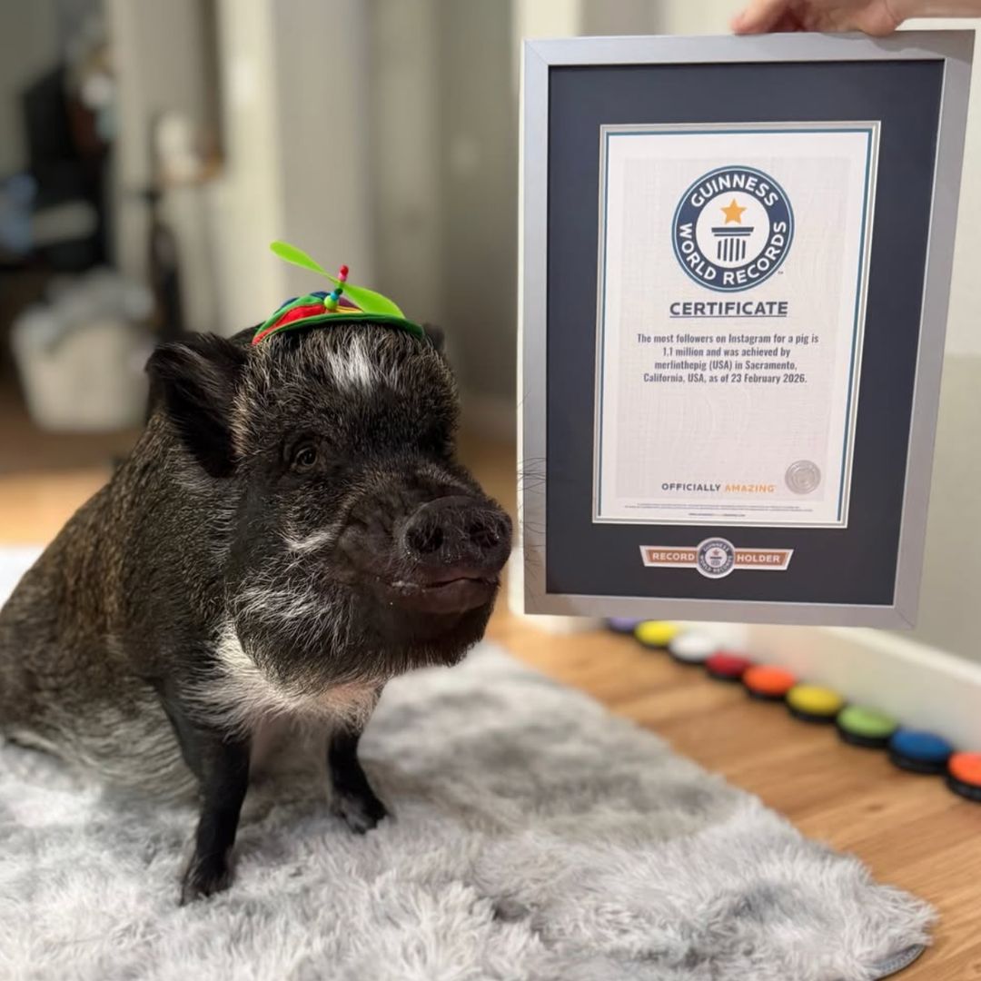 Guinness World Record pig Merlin claps back at SNL after “pork chop” joke