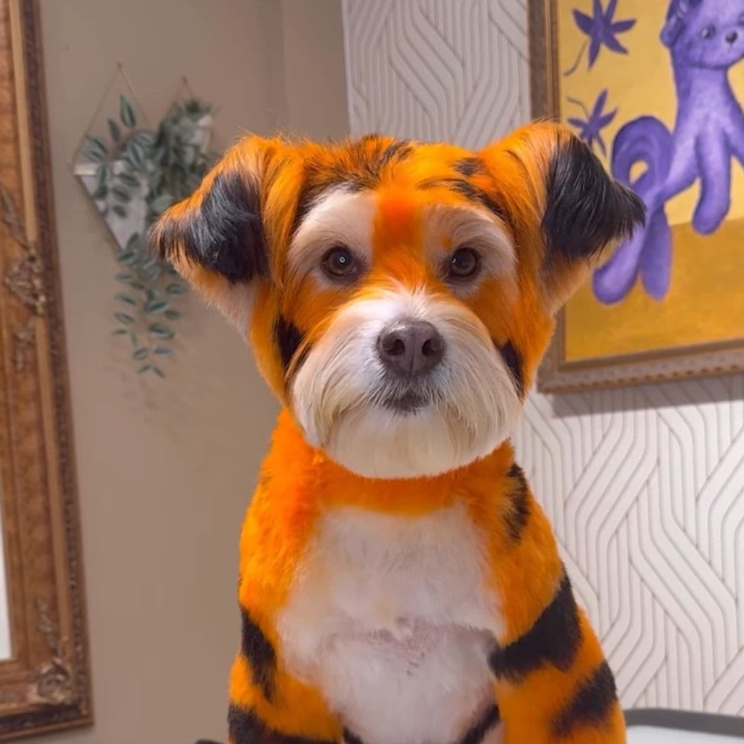 Pet of the week: These pups get magical makeovers just in time for Halloween