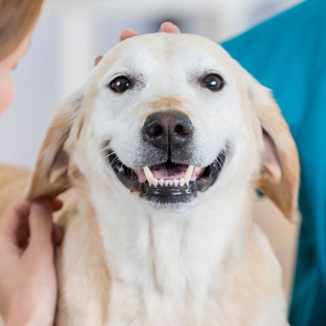 Pet of the Week: From Lady to Señorita, this rescue pup wasn’t stubborn, she was just Latina