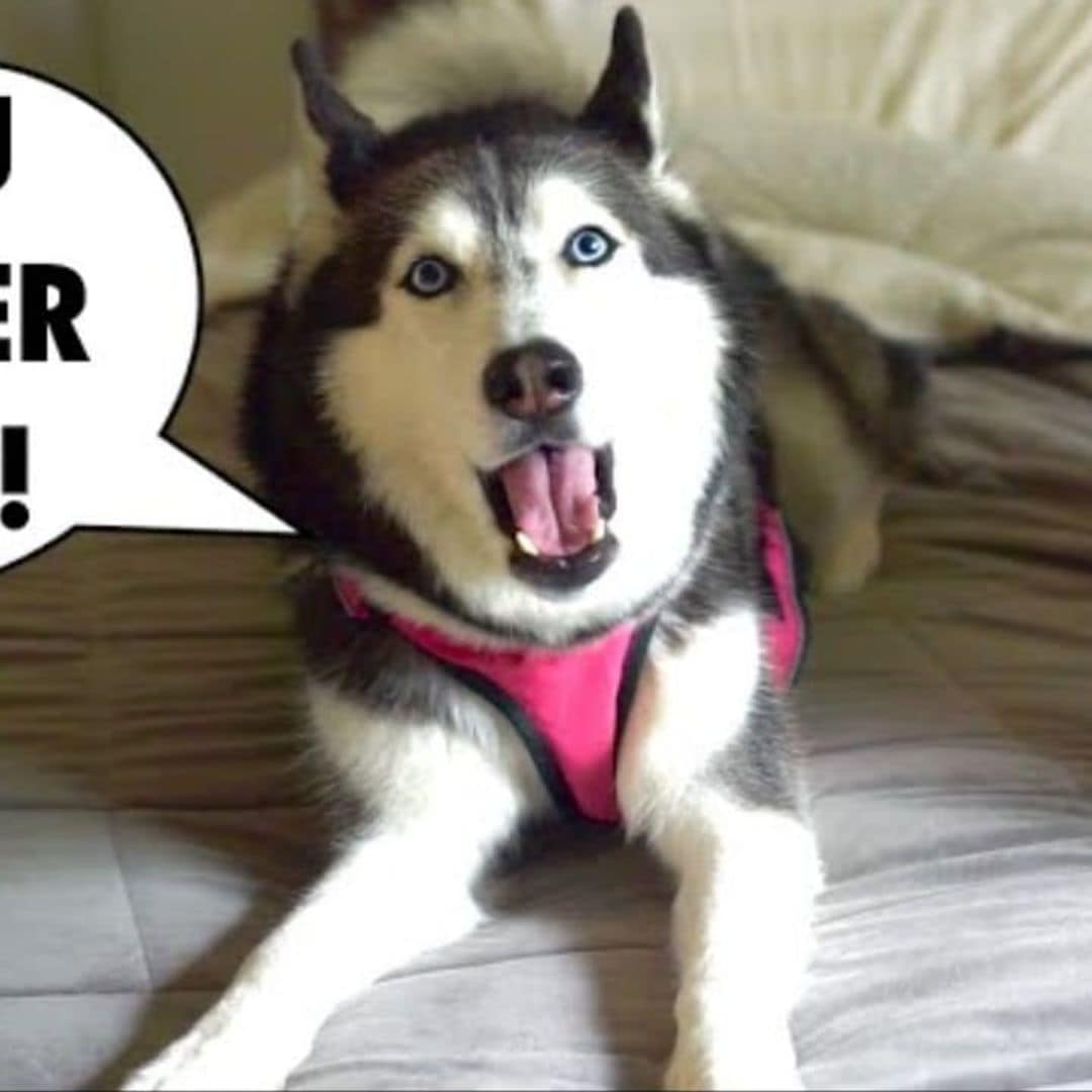 Pet of the week: Meet Meeka, the adorable talking husky