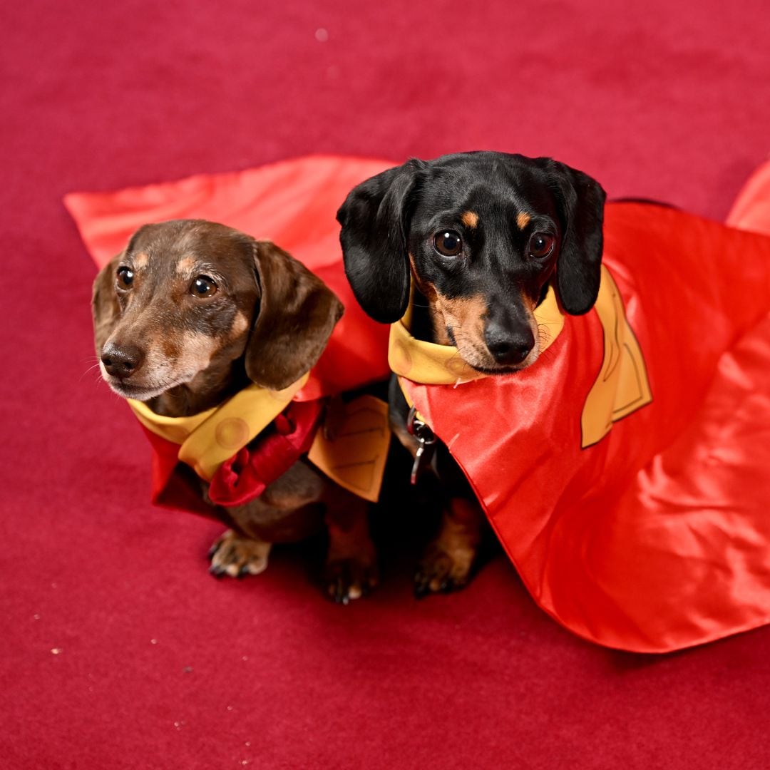 Dog adoption booms after 'Superman' release — Here's why!