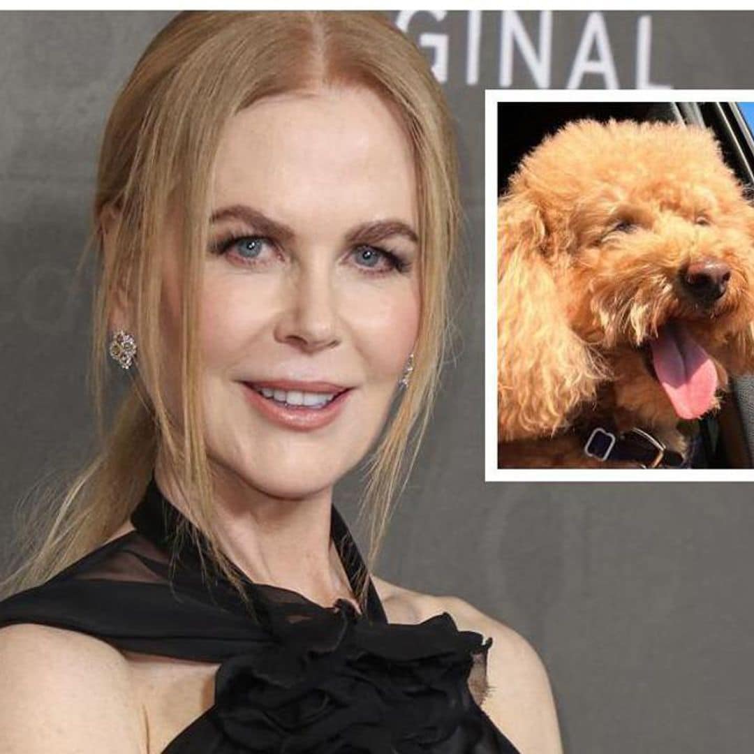 Pet of the week: Meet Julian, Nicole Kidman’s adorable poodle