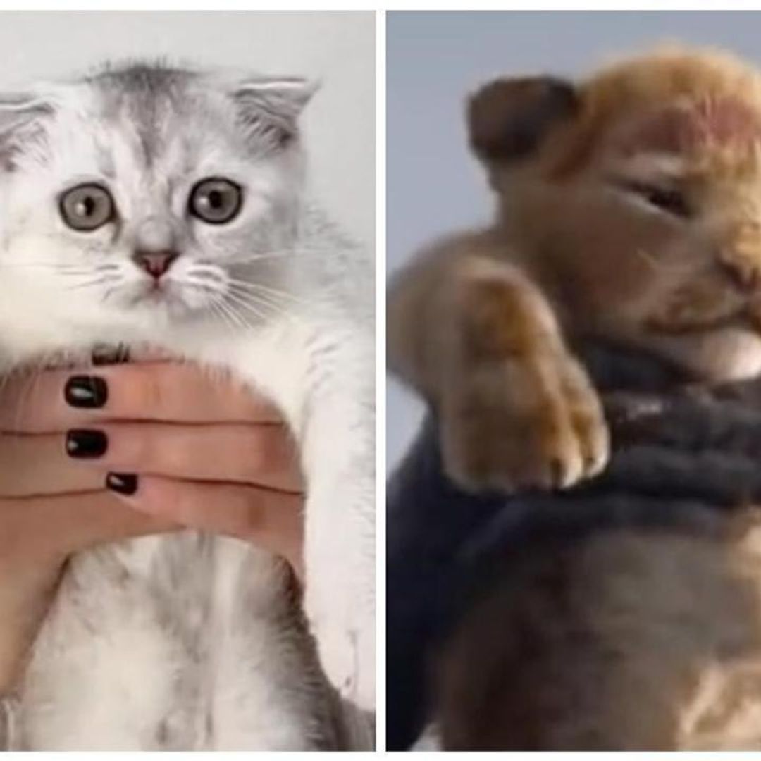 Pet of the week: Watch this adorable cat recreate iconic scene from The Lion King