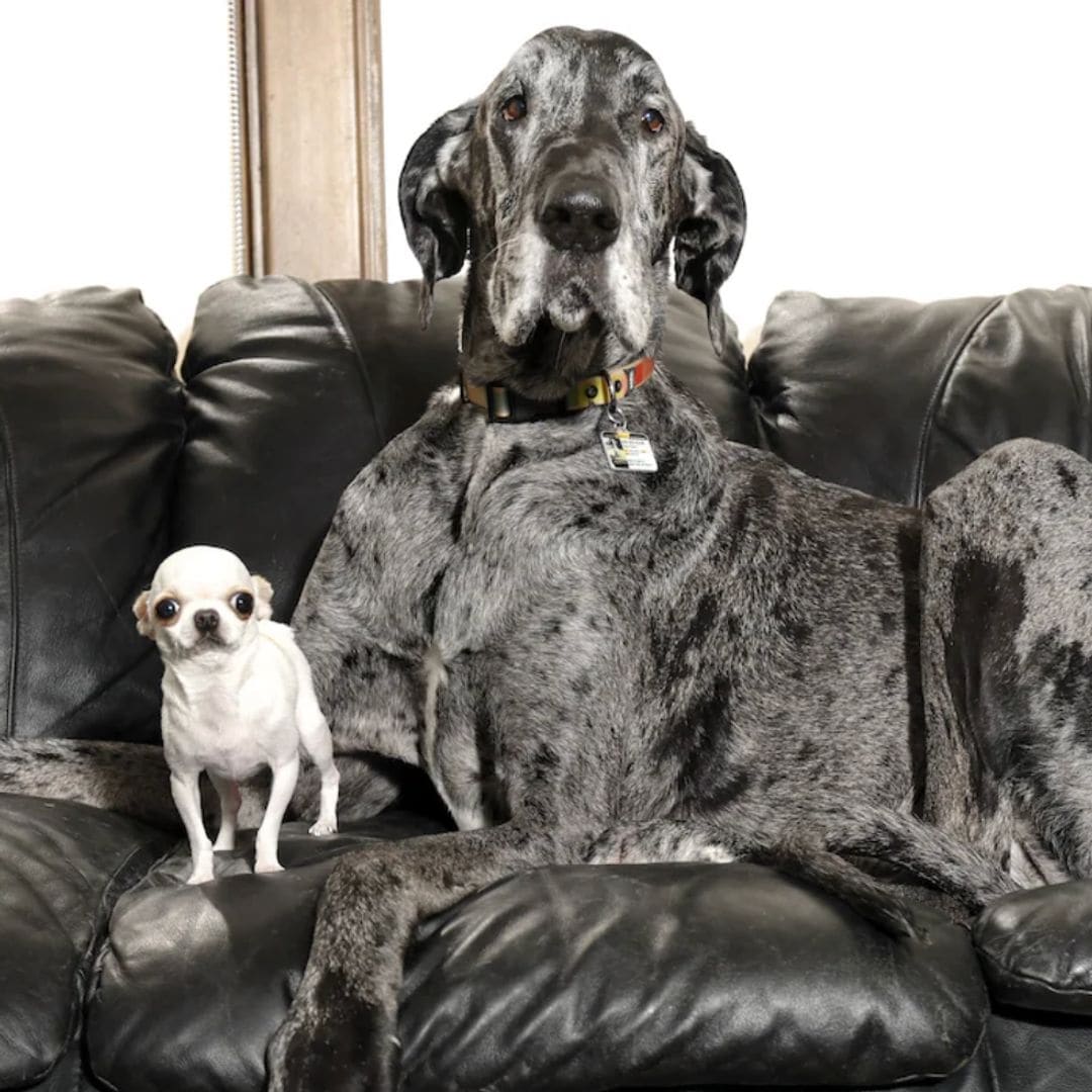 Pet of the week: Reggie and Pearl, the tallest and the shortest living dogs meet for the first time