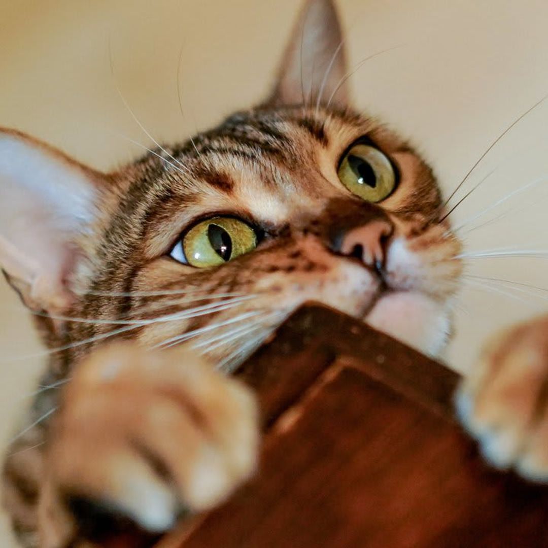 Surprising reasons why your cat follows you everywhere