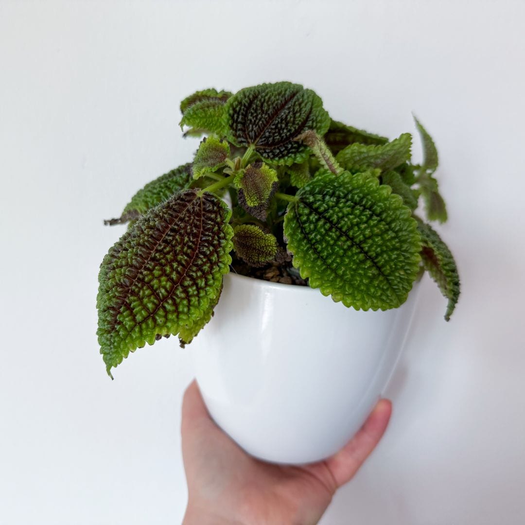 When should you repot it?