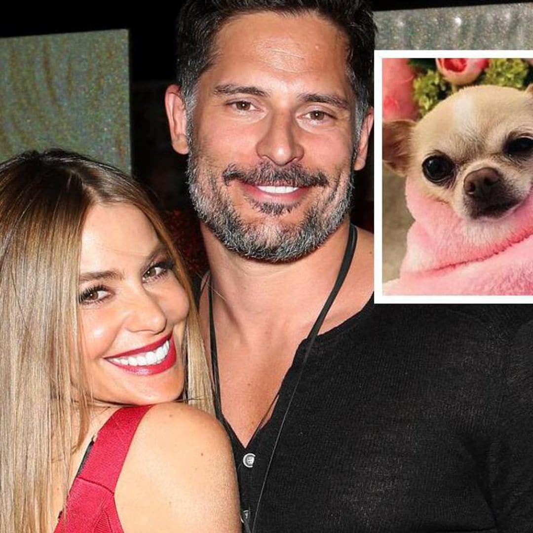 Sofia Vergara and Joe Manganiello to resolve custody of dog Bubbles amid divorce