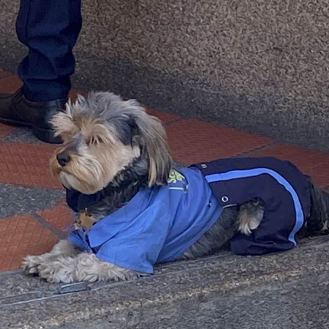 Pet of the week: The adorable dog who found a job as a security guard, and takes his job very seriously