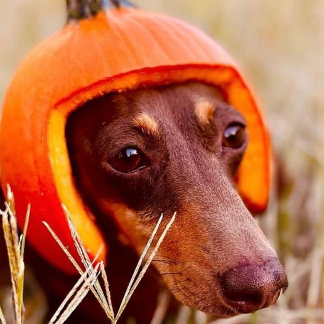 Pet of the week: These wiener dogs dressed up in adorable costumes for Halloween party