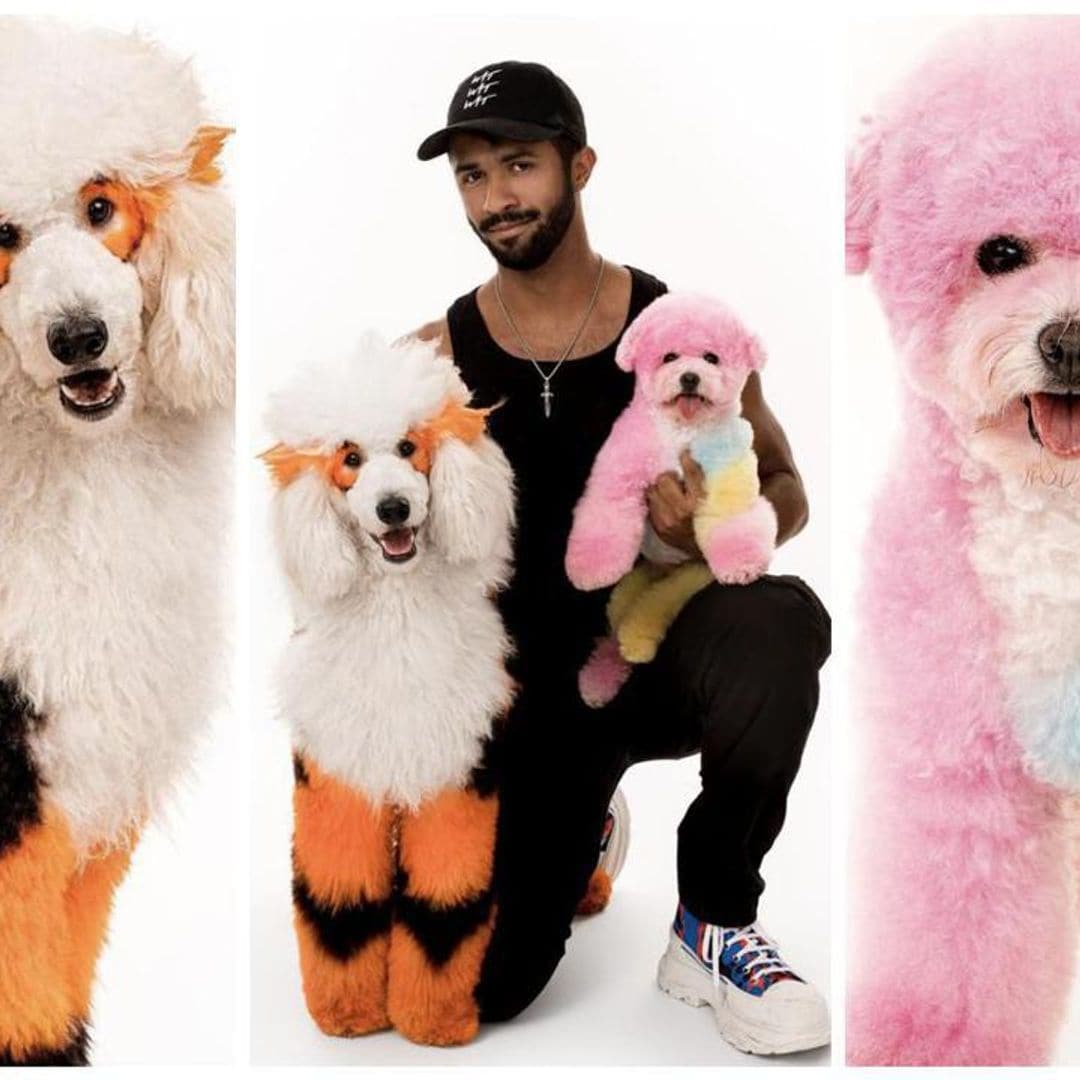 Dog lovers: Everything you need to know about creative grooming and the best advice for anxious dogs
