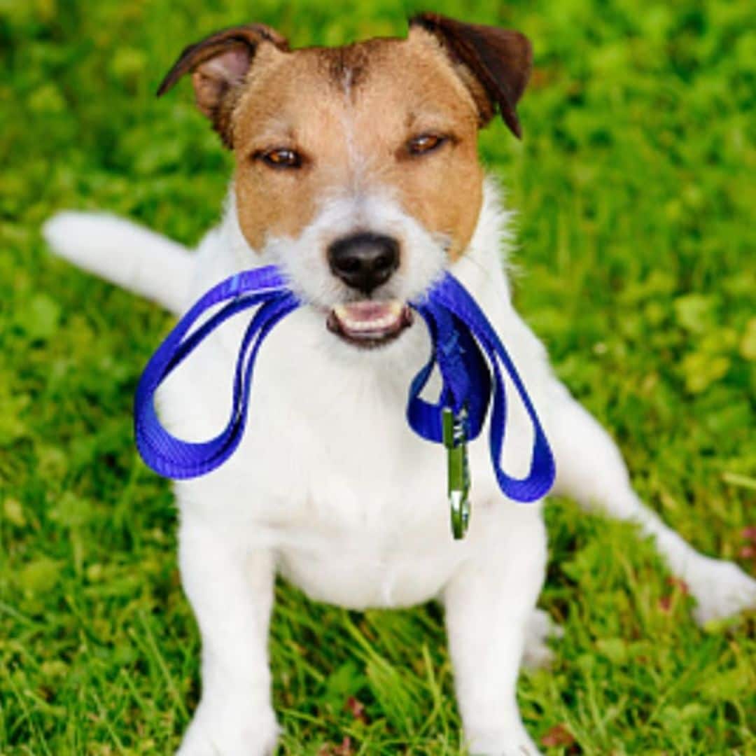 Is it too late to train your dog? Start with these seven simple commands