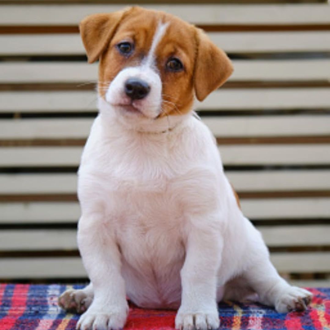 New home: Why rescue dogs are the best pets