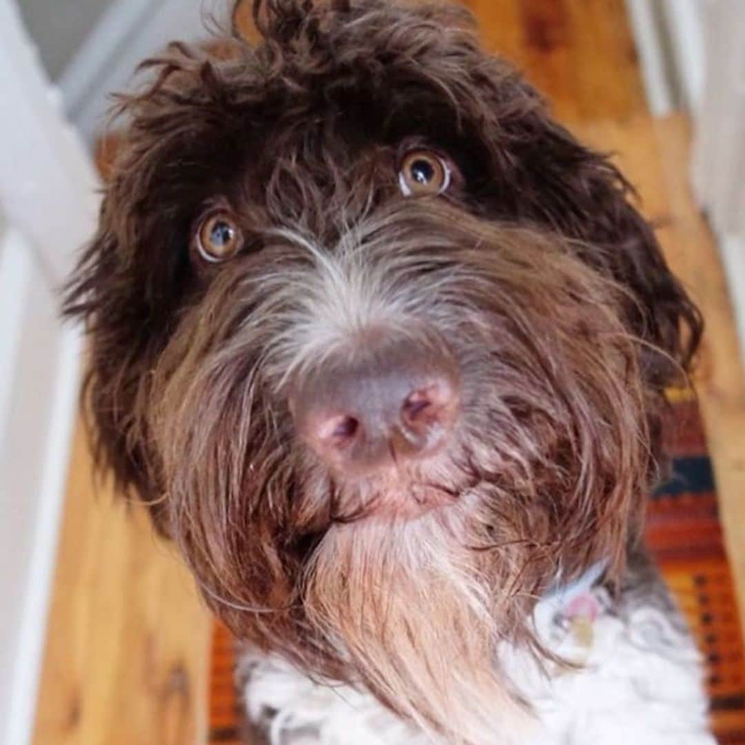 Pet of the week: This family dog ate $4000 in cash off the kitchen counter