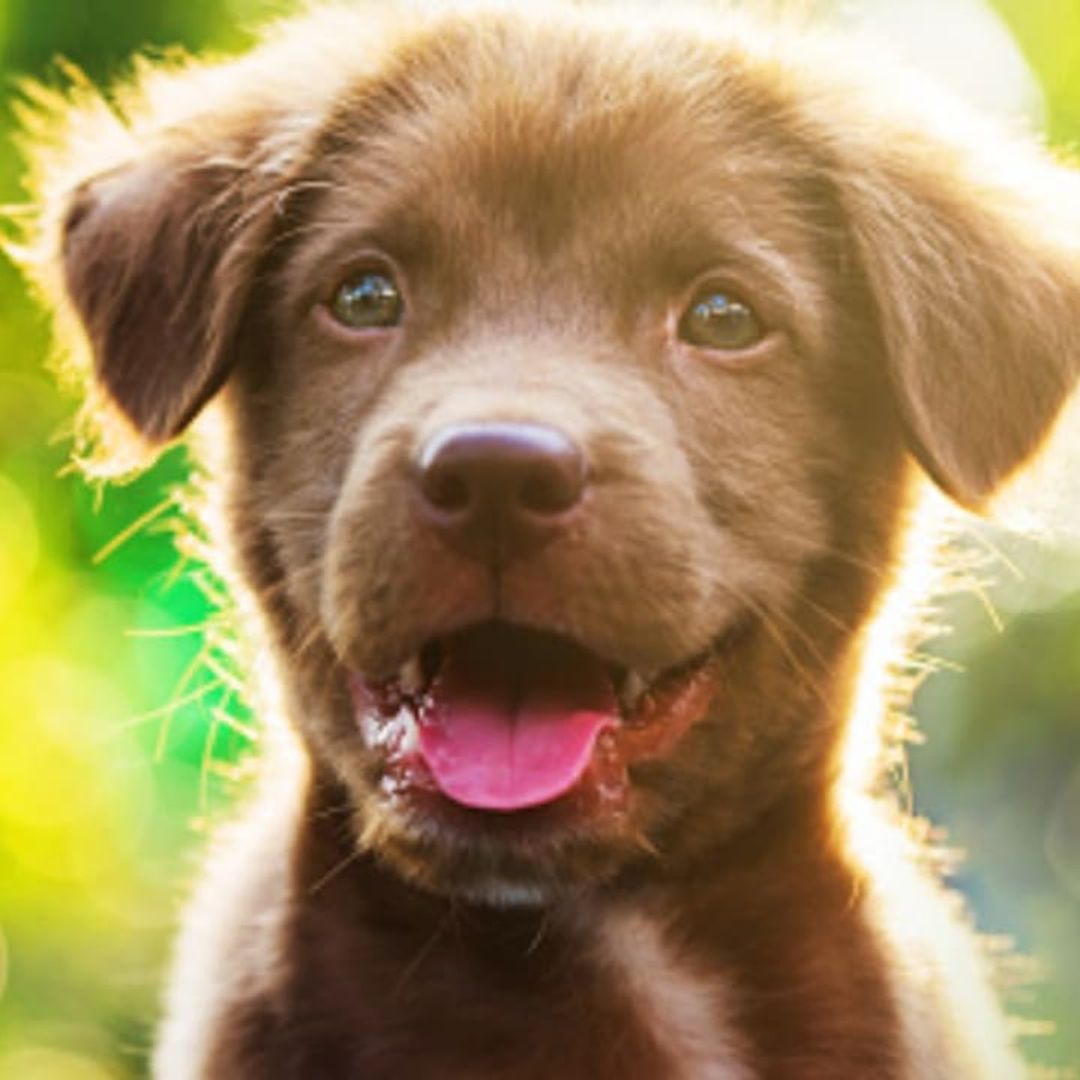 National Puppy Day: Facts about your furry friend you probably didn’t know