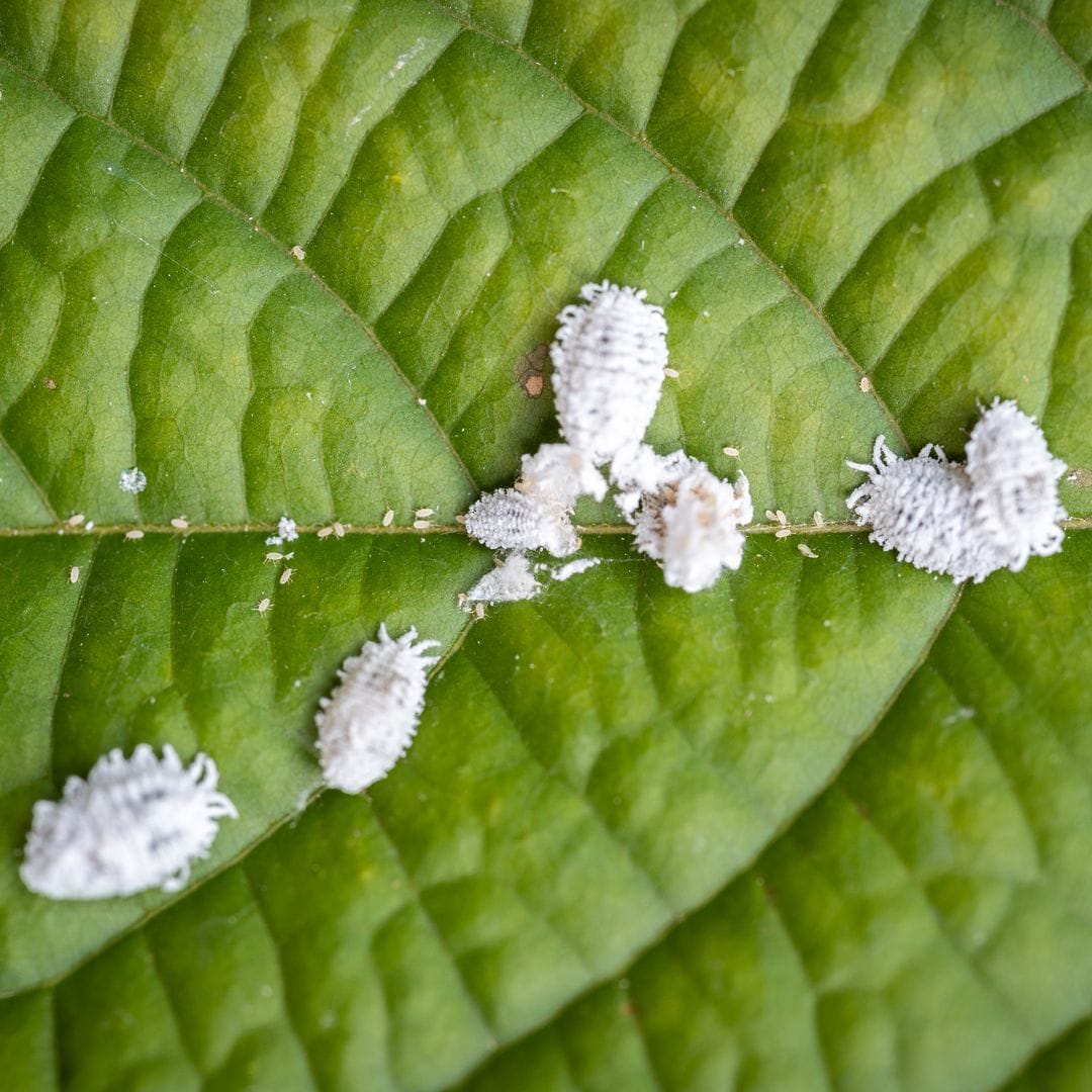 What’s happening to my Pilea involucrata?