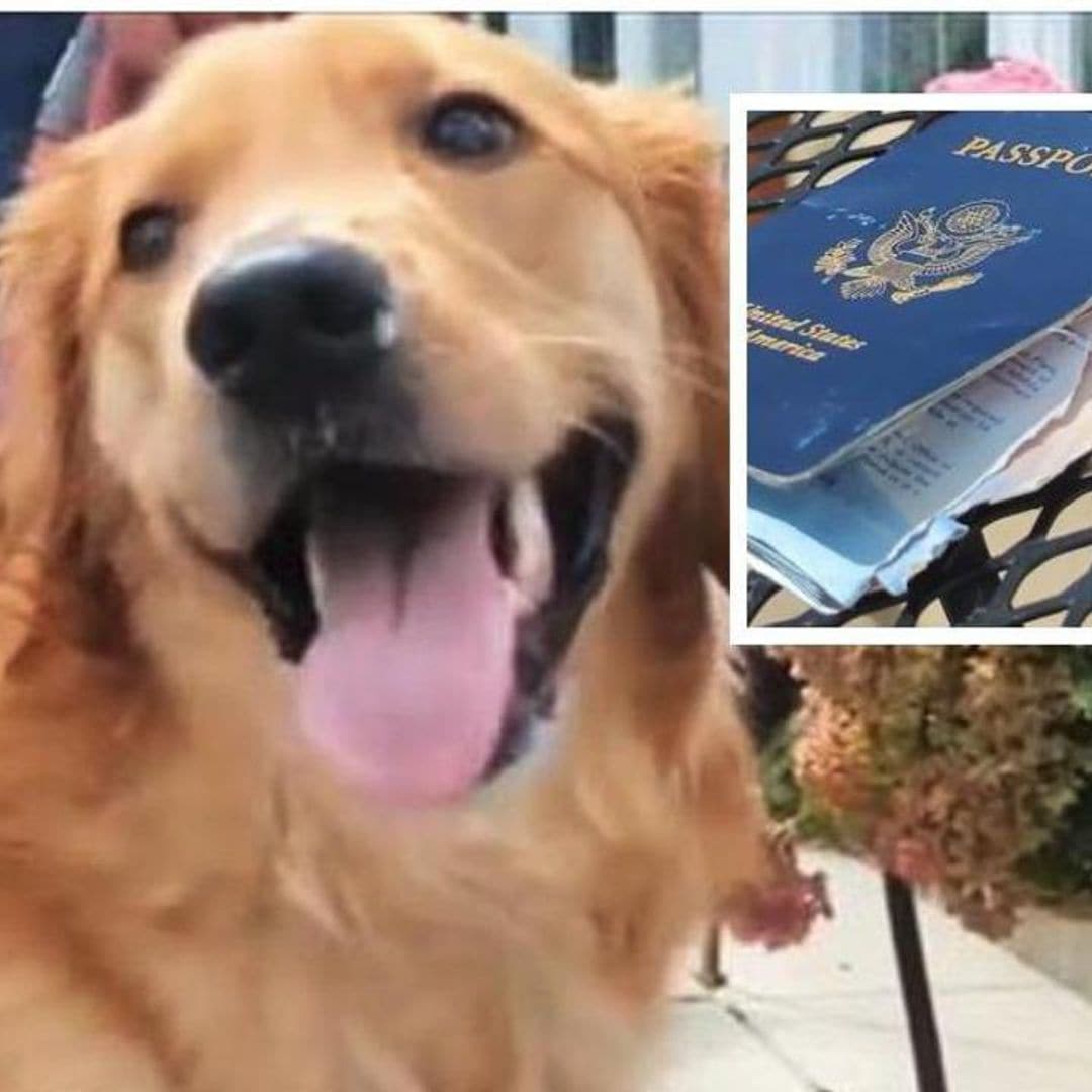 Pet of the week: This dog ate his owner’s passport before his wedding in Italy