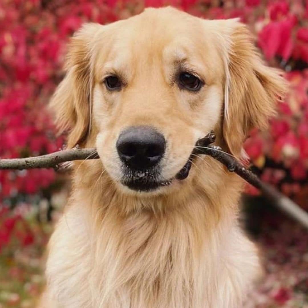 Pet of the week: This adorable dog had the sweetest reaction after seeing a window cleaner