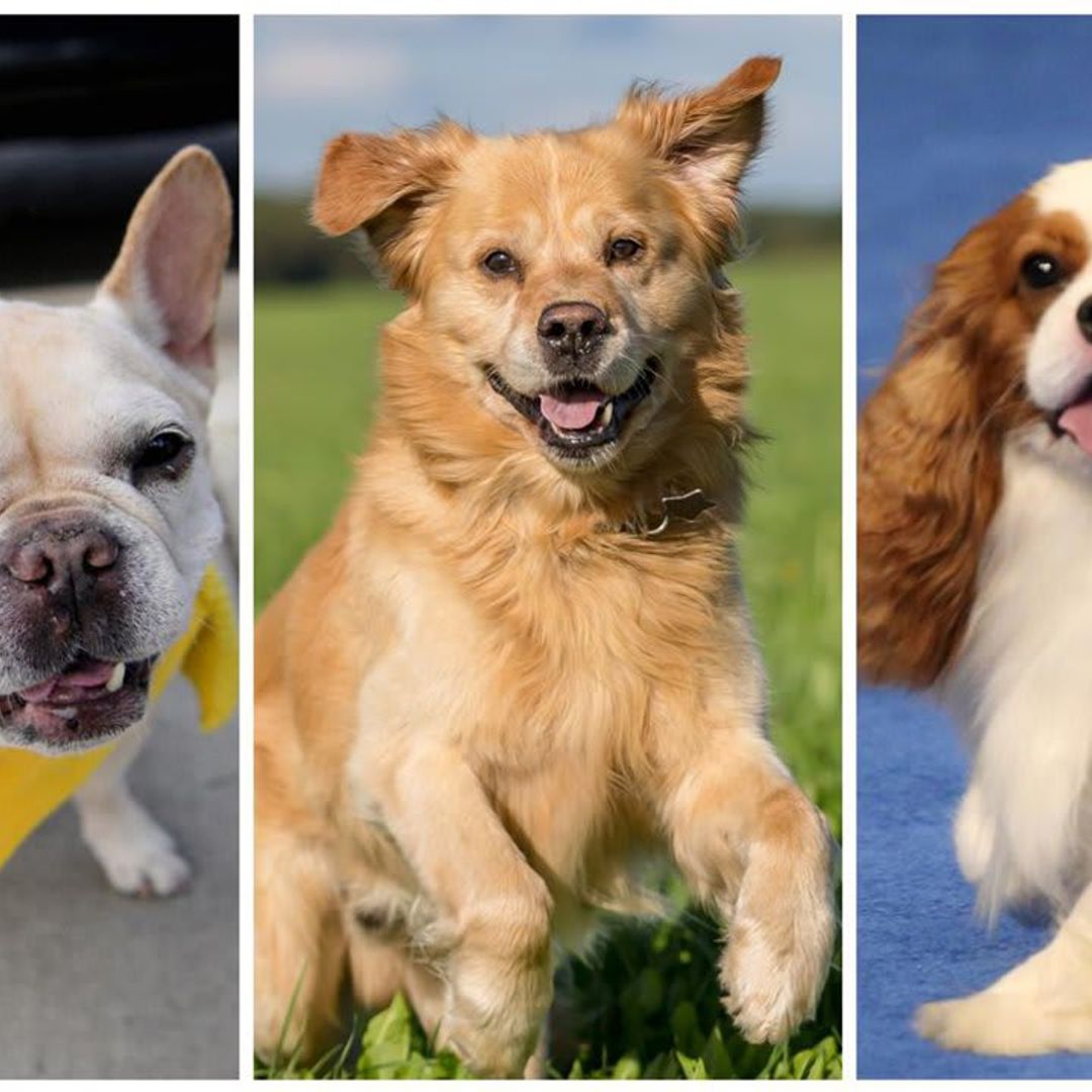 Dog Lovers: Top 10 family-friendly dog breeds and their personalities