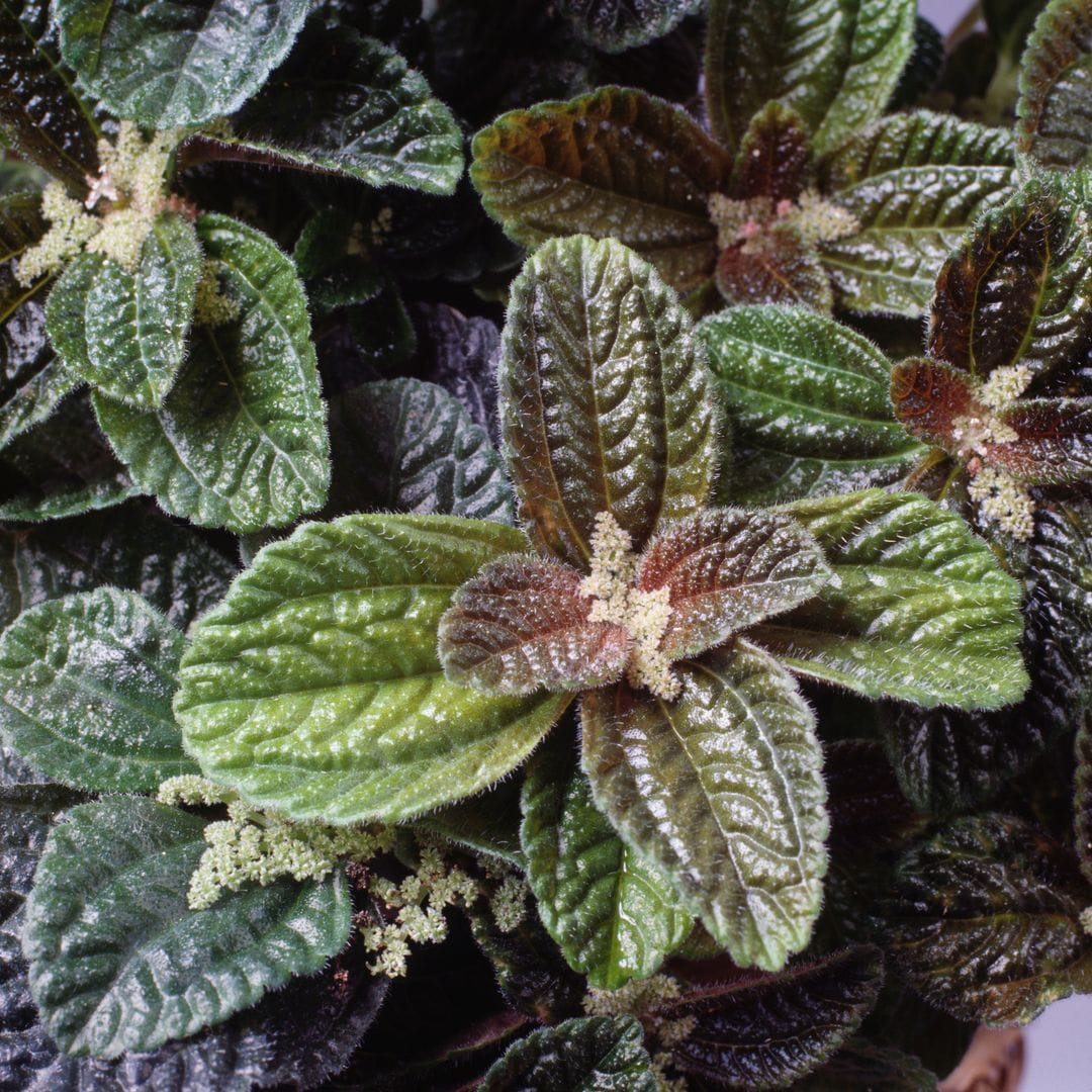 An easy-to-propagate species