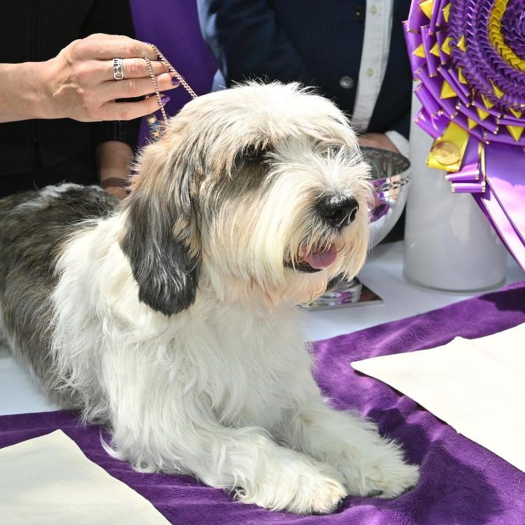 How to watch the 2024 Westminster Dog Show: Meet Buddy Holly, the previous winner