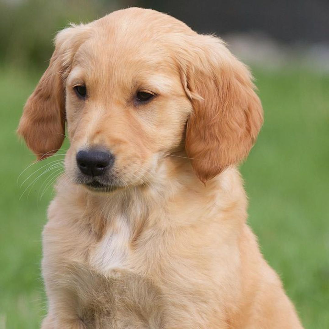 Pet of the week: This adorable golden retriever received the gift of a lifetime