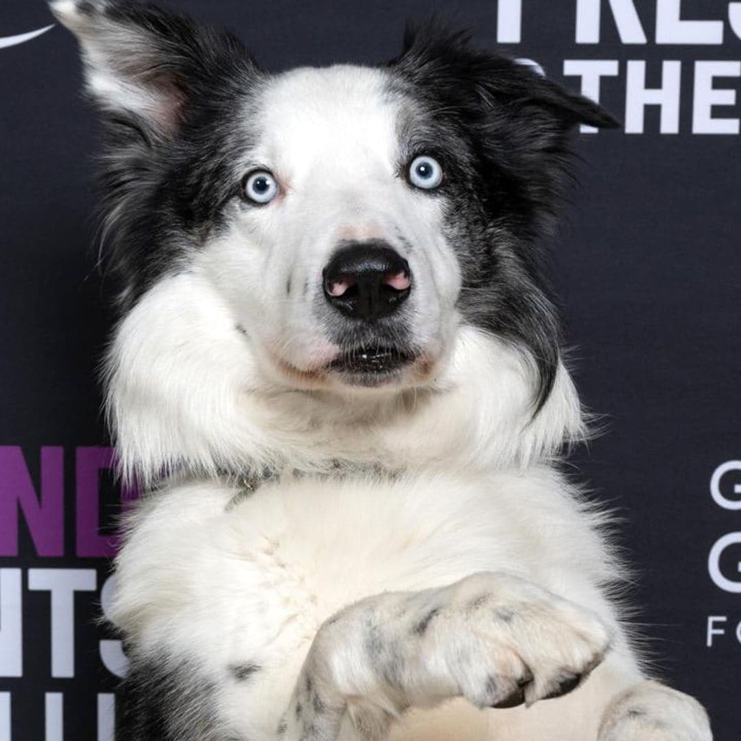 Pet of the week: Messi, the dog star who won performance of the year for ‘Anatomy of a Fall’